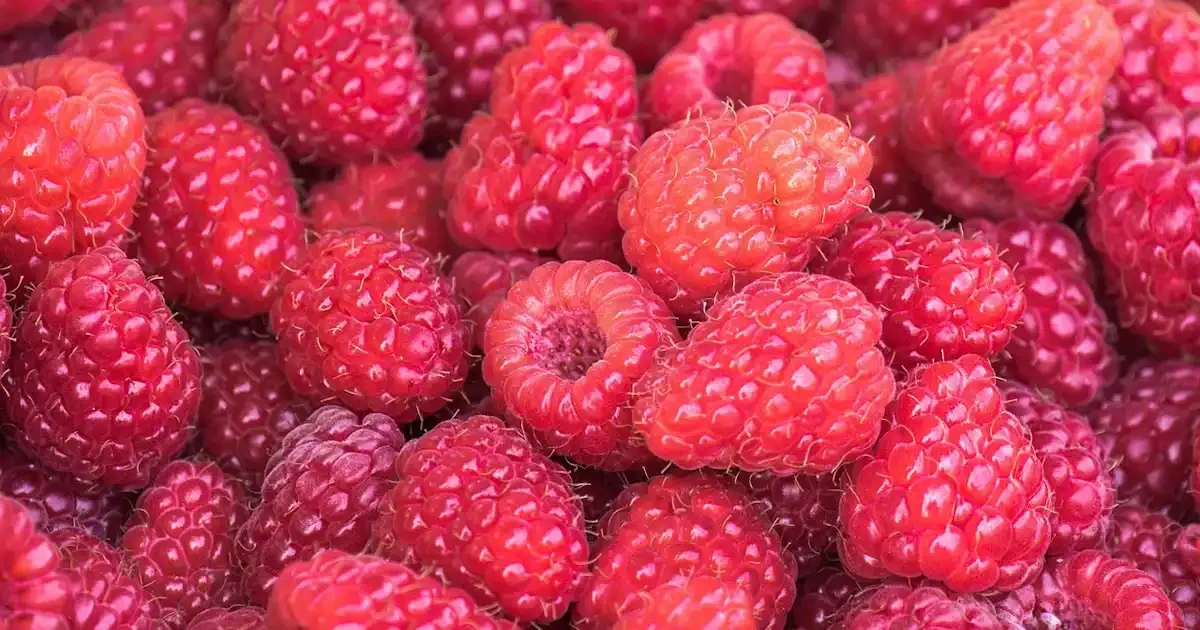 బెర్రీస్‌లో ఉండే యాంటీఆక్సిడెంట్లు మరియు ఫైబర్ ఆరోగ్యాన్ని మెరుగుపరుస్తాయి